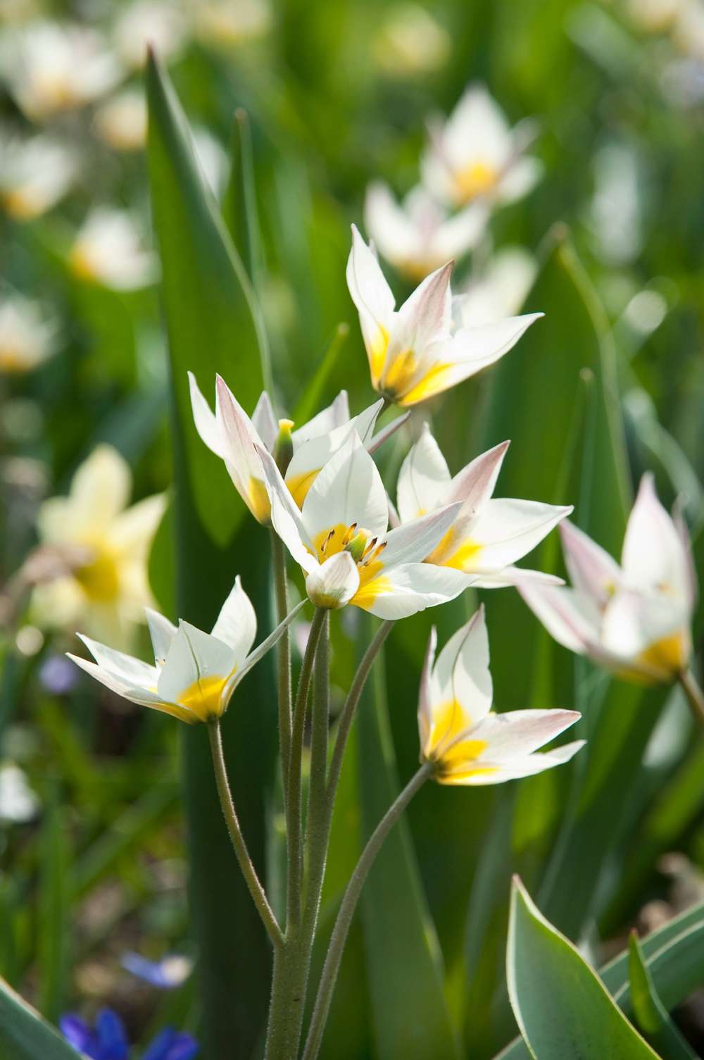 Botanisk Tulpan 'Turkestanica'