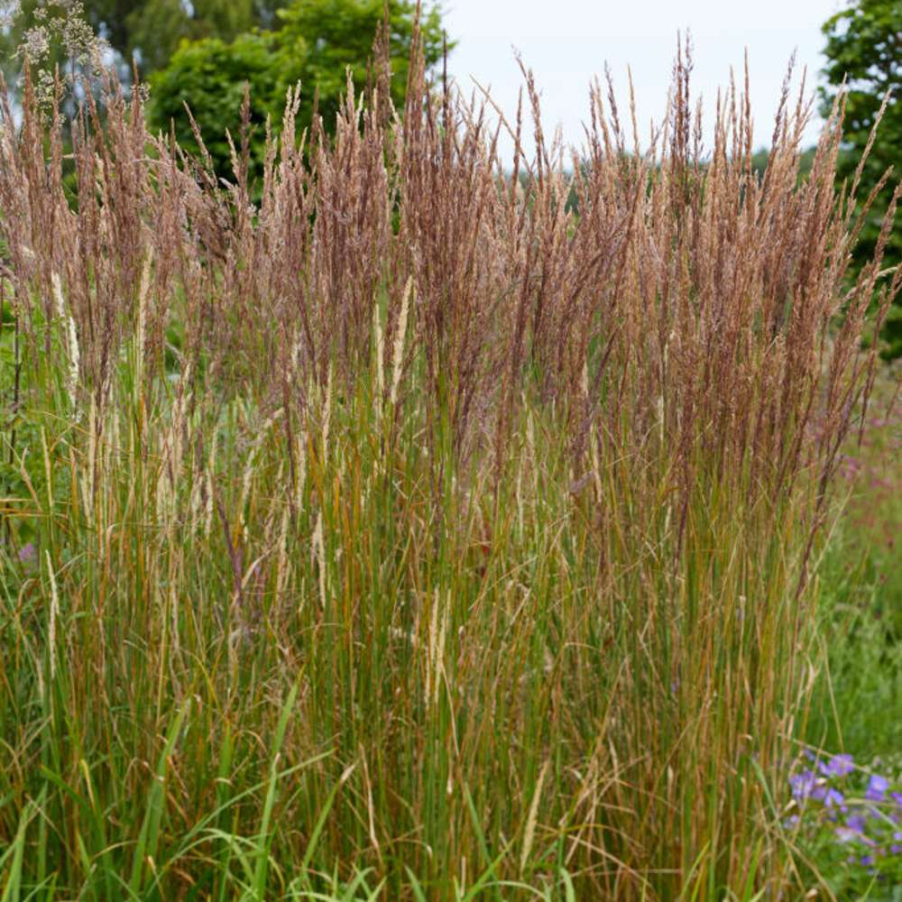 Tuvrör 'Karl Foerster' (Calamagrostis × acutiflora)