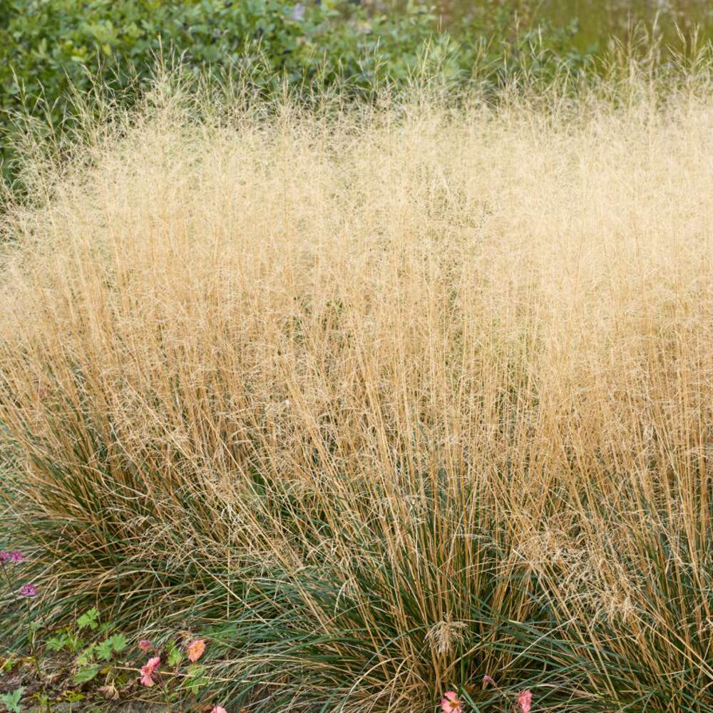 Tuvtåtel 'Goldtau' (Deschampsia cespitosa)
