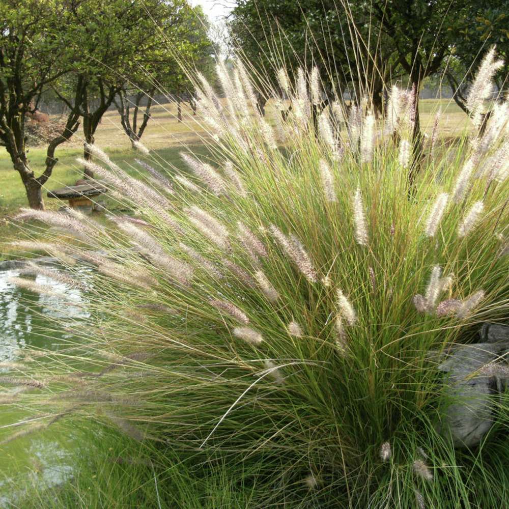 Tuvtåtel 'Goldtau' (Deschampsia cespitosa)