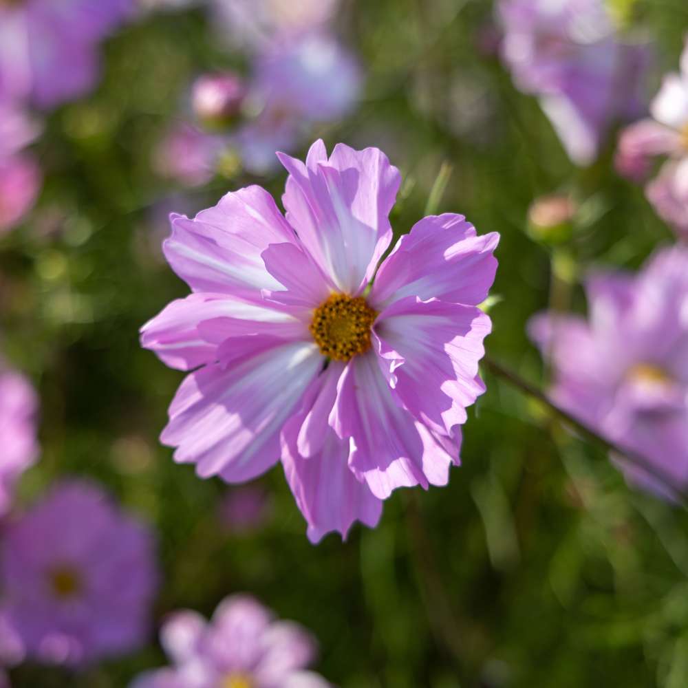 Cosmos 'Rosetta' (frö)
