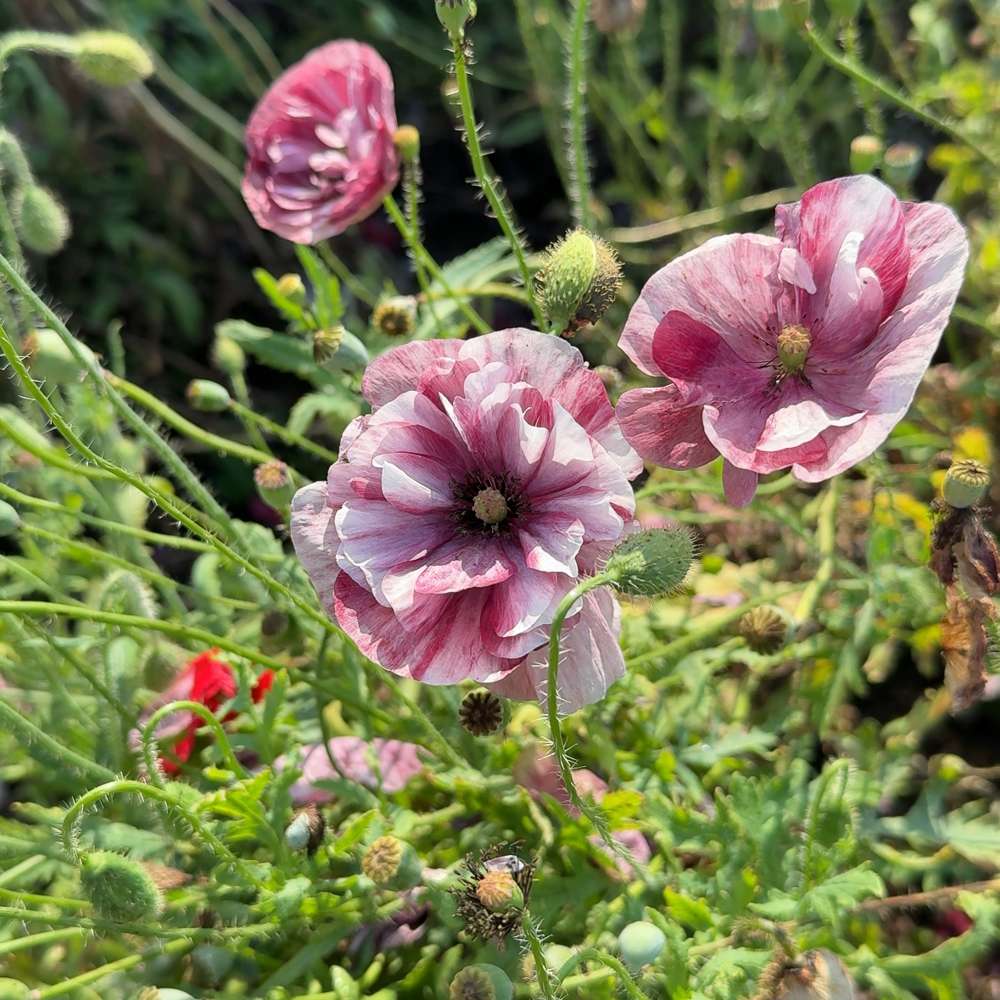 Vallmo 'Pandora' (frö)