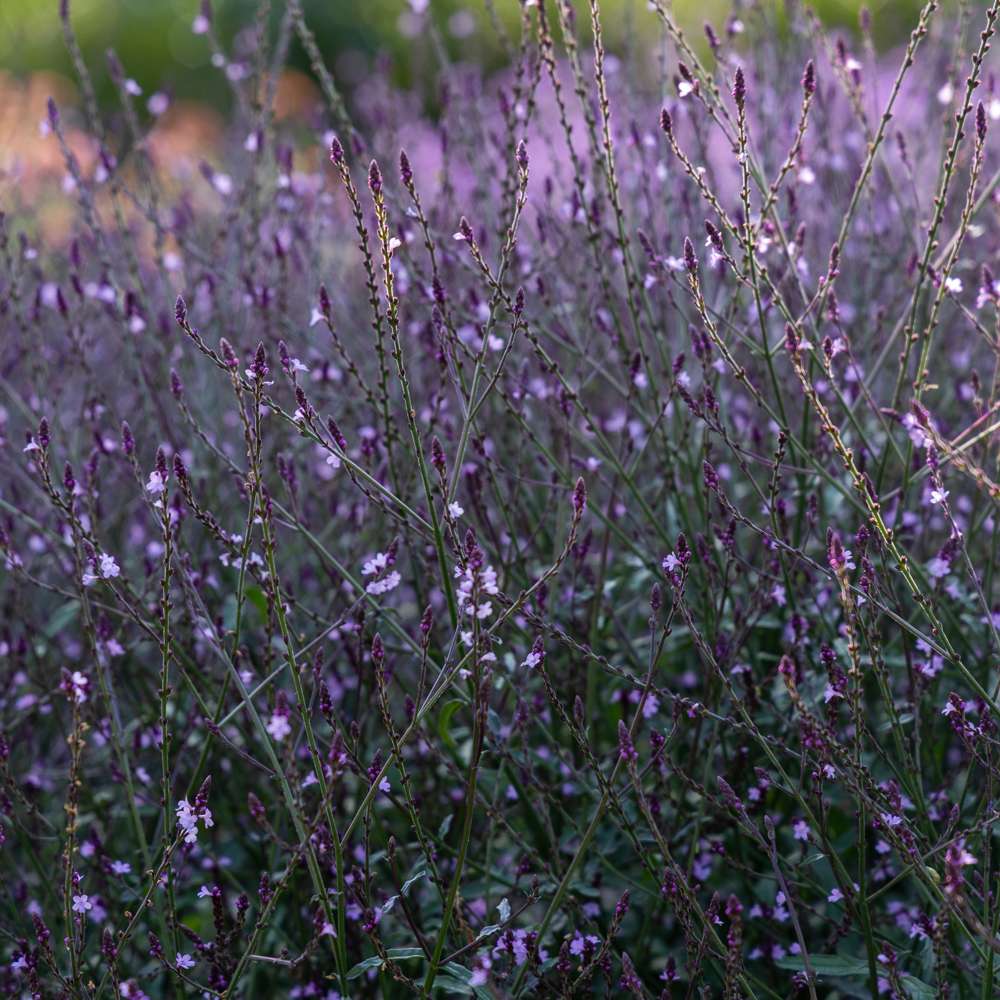Verbena 'Bampton' (frö)