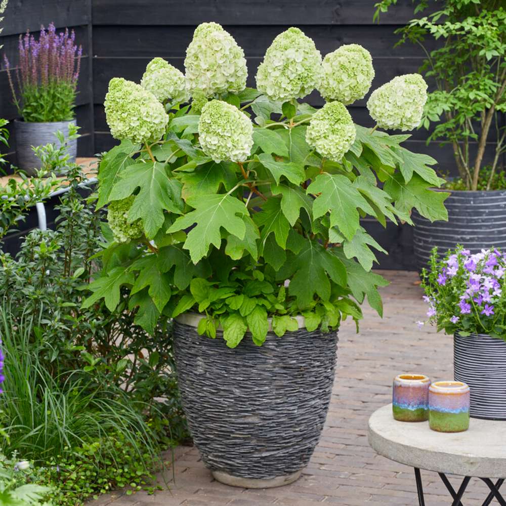 Hortensia 'Tara'