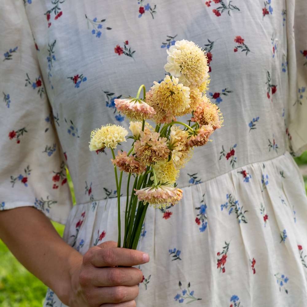 Praktvädd 'Fata Morgana' (frö)