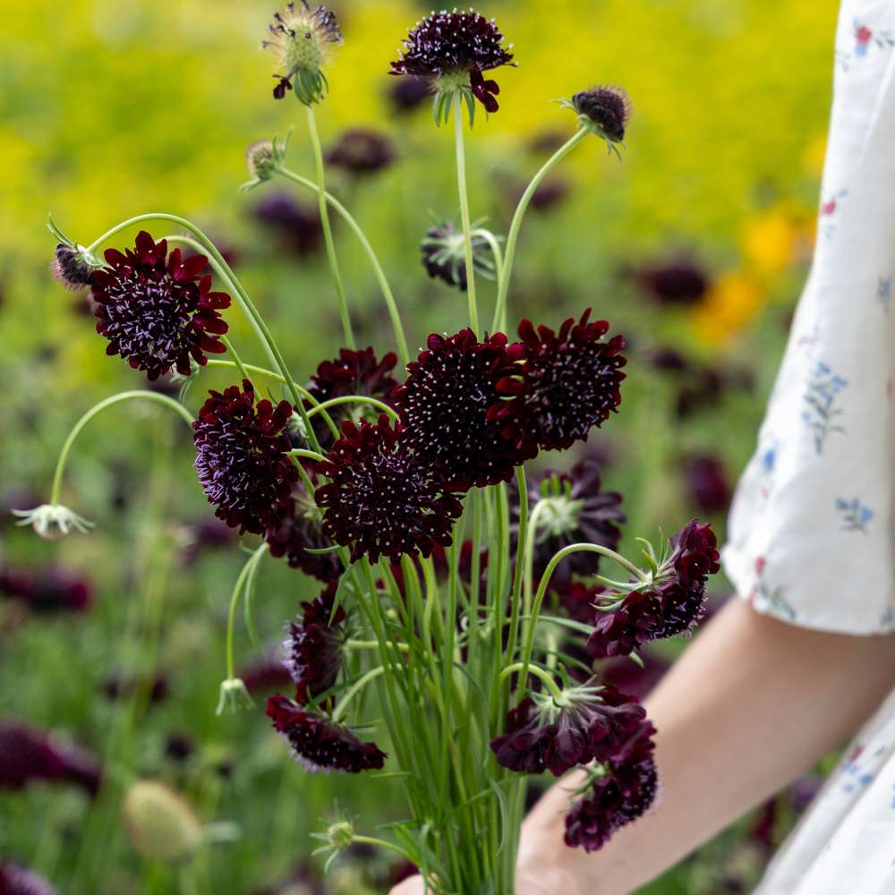 Praktvädd 'Black Knight Normal' (frö)