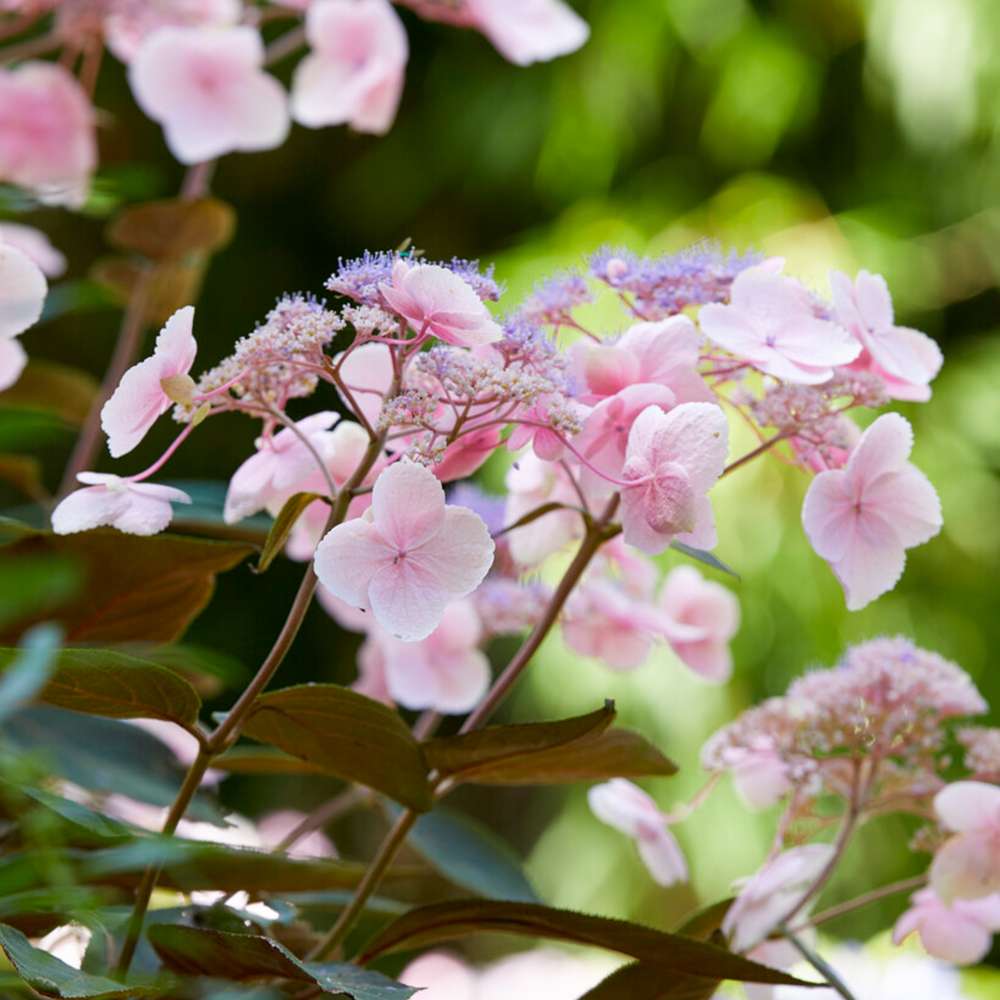 Hortensia 'Hot Chocolate'