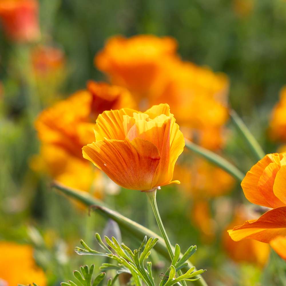 Sömntuta 'Lady Marmalade' (frö)