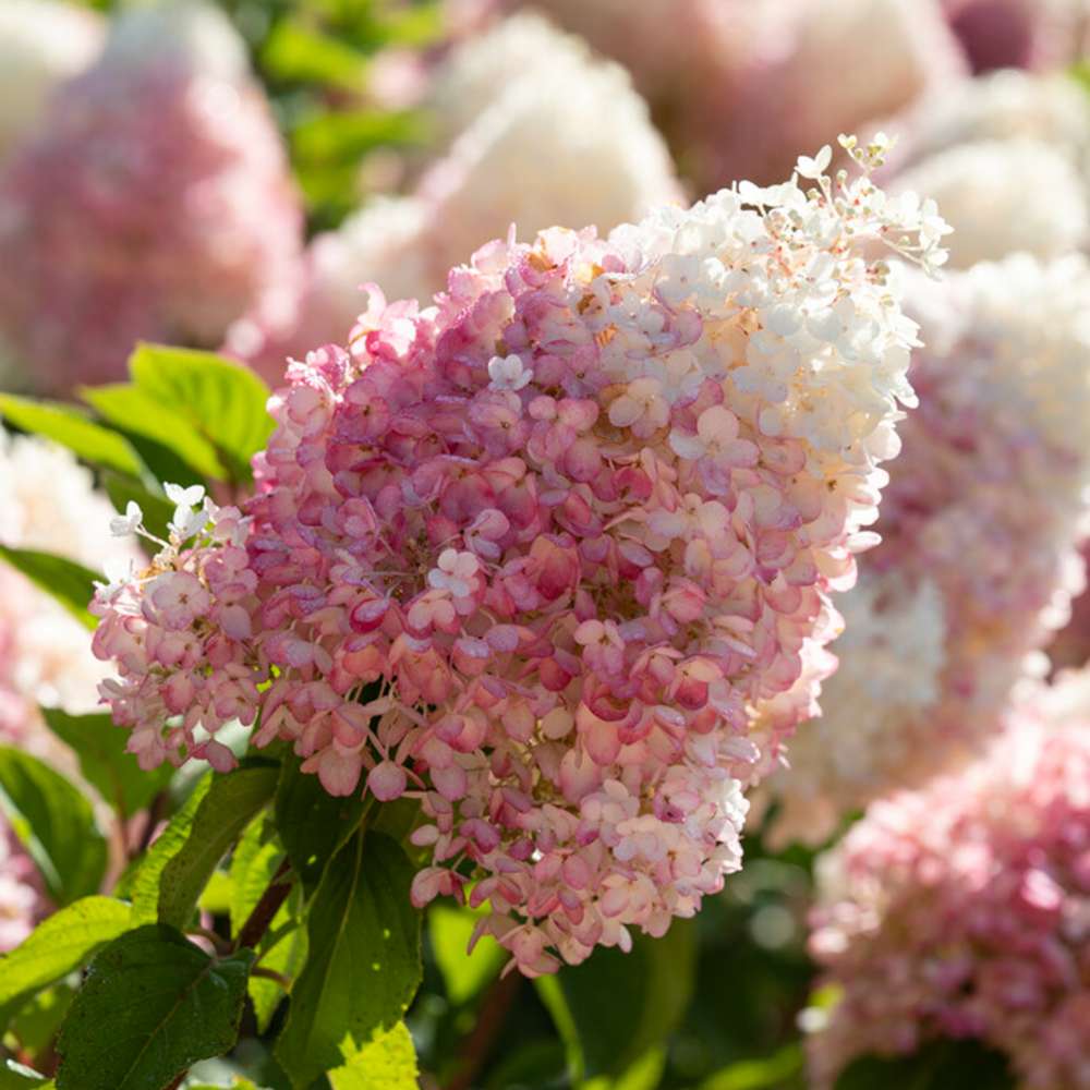 Hortensia 'Living Strawberry Blossom'