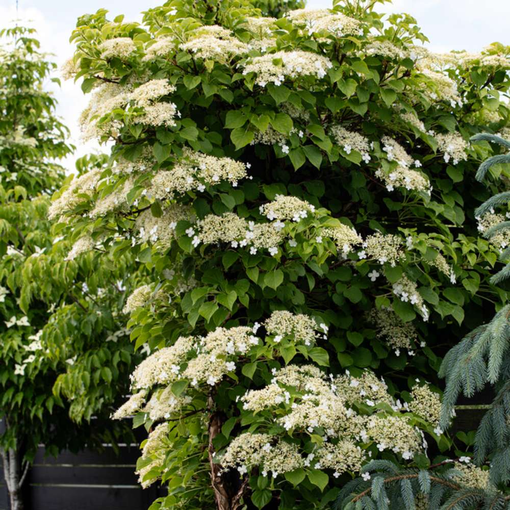 Hortensia 'Petiolaris'