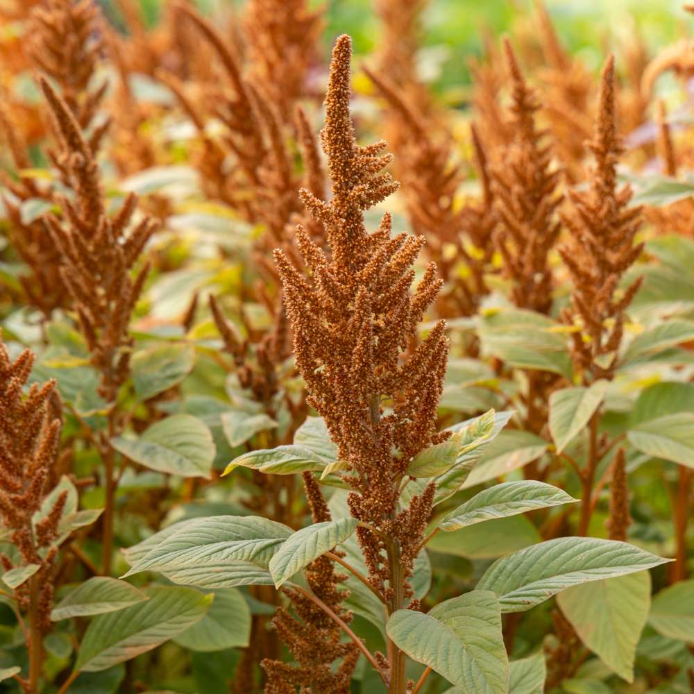 Amarant 'Hot Biscuits' (frö)