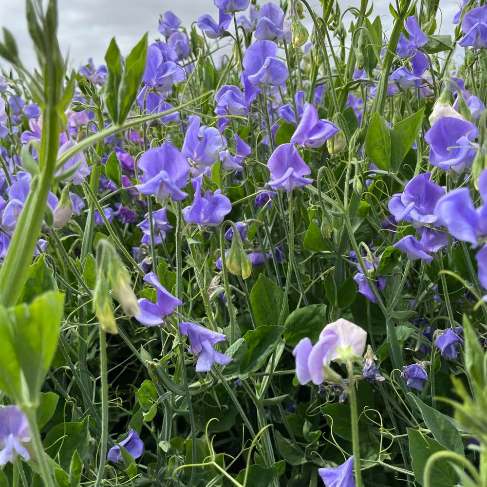 Luktärt 'Noel Sutton' (frö)