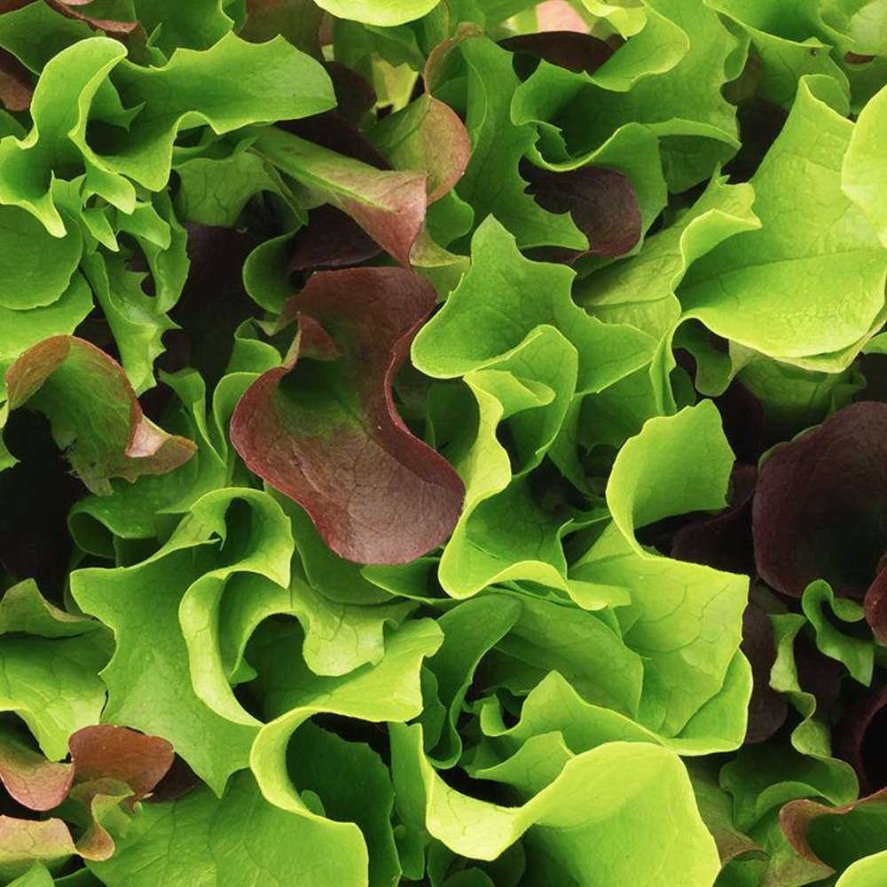 Trädgårdssallat 'Salat Mix Mesclun' (frö)