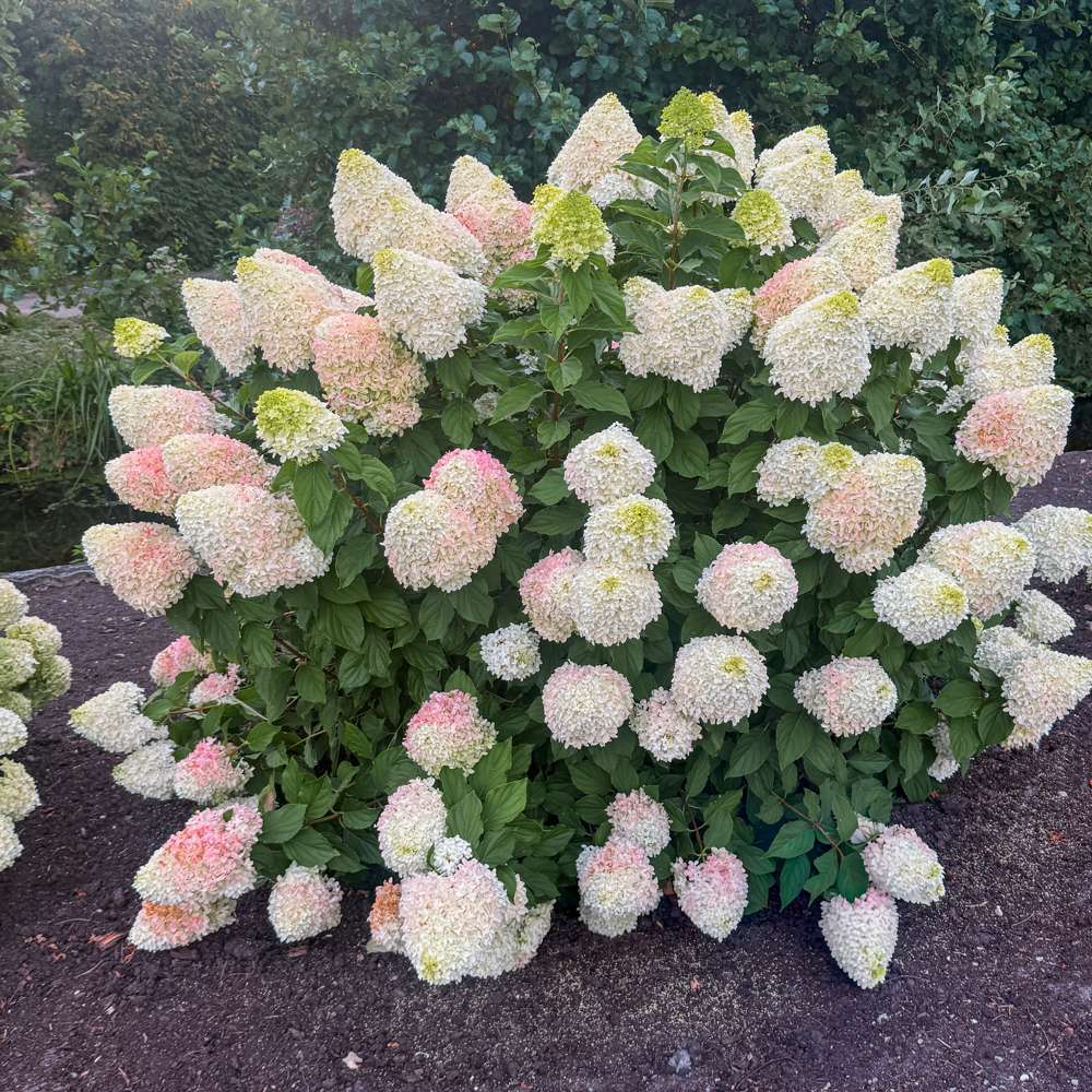 Hortensia 'Living Candy Love'