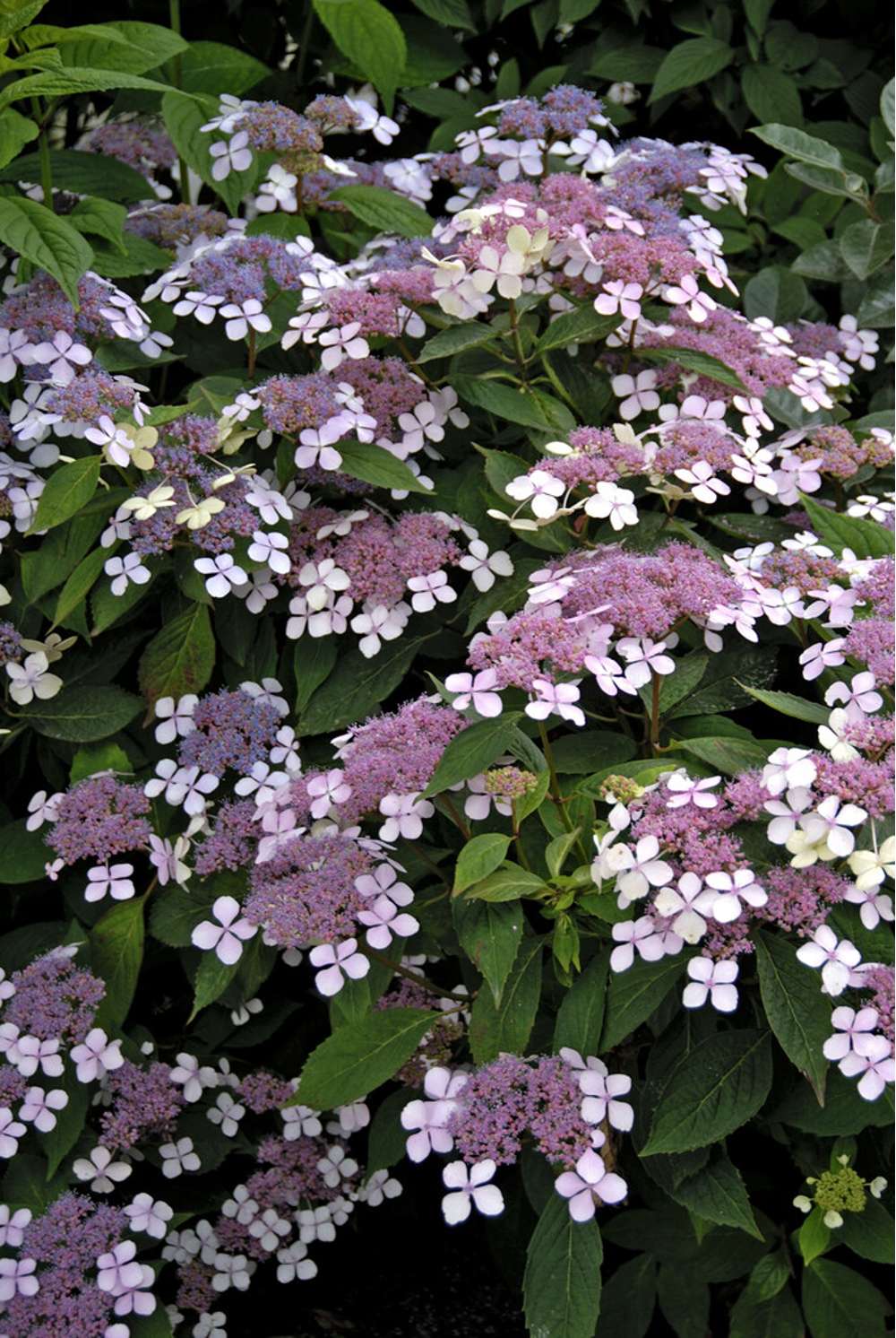Hortensia 'Bluebird'
