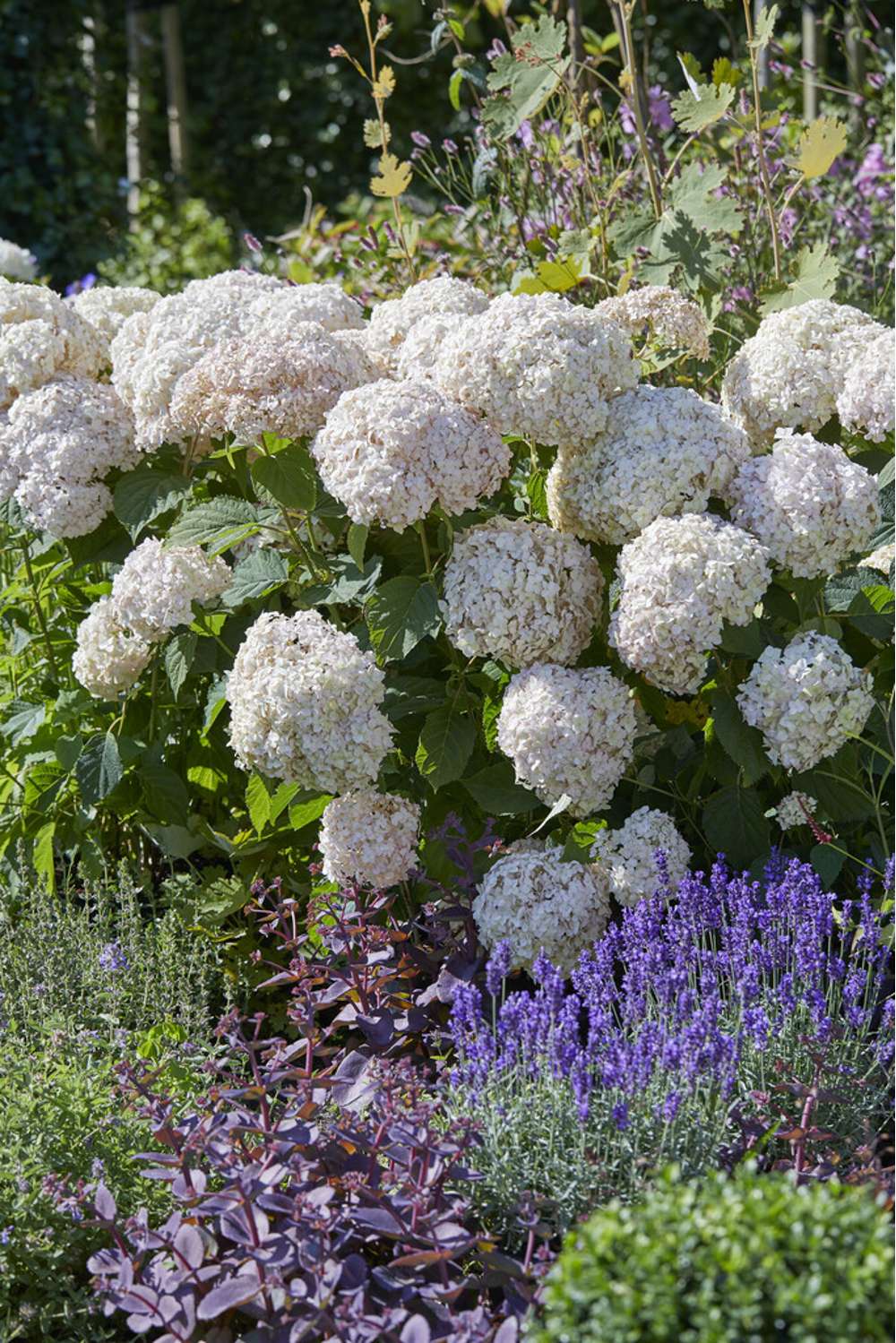Hortensia 'Candybelle Stand-up White'