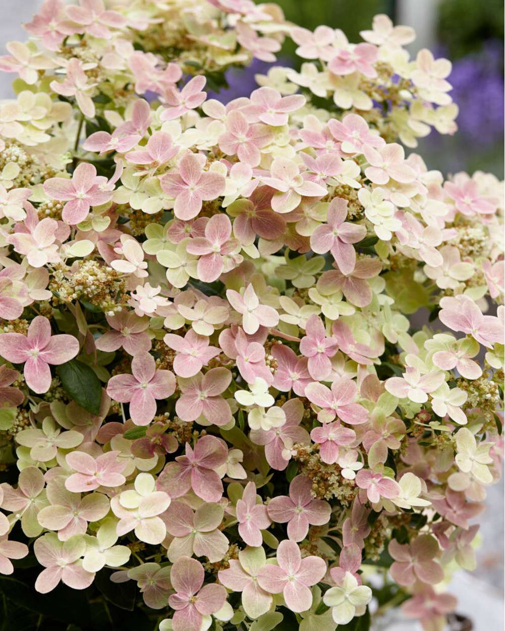 Hortensia 'Polestar'