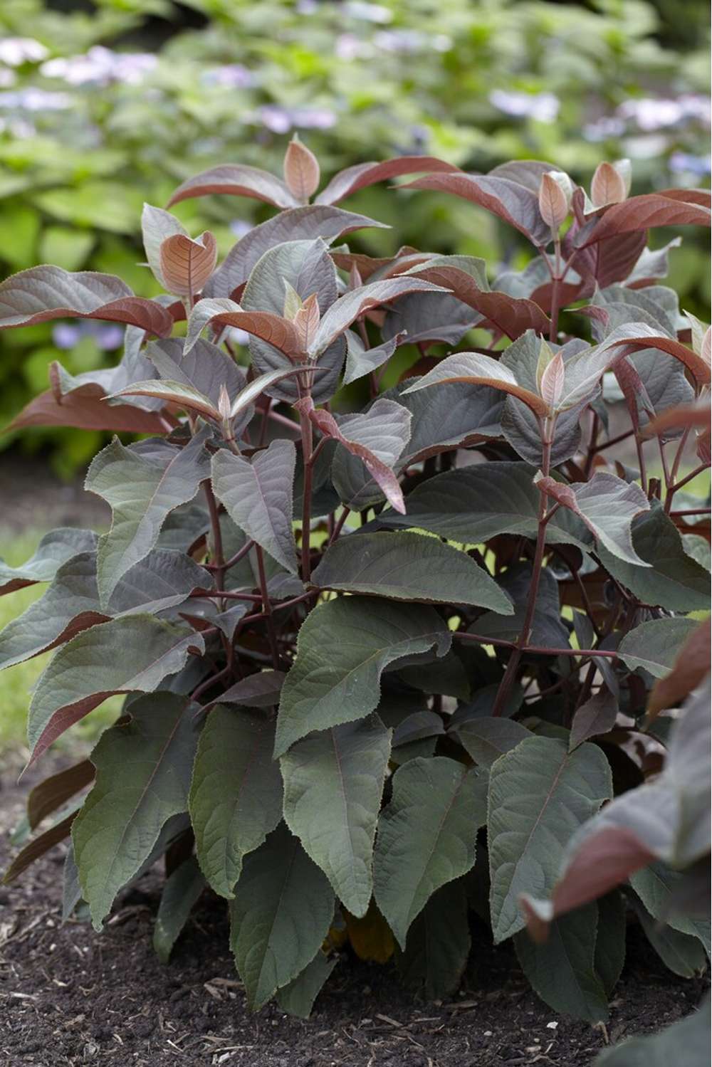 Hortensia 'Hot Chocolate'