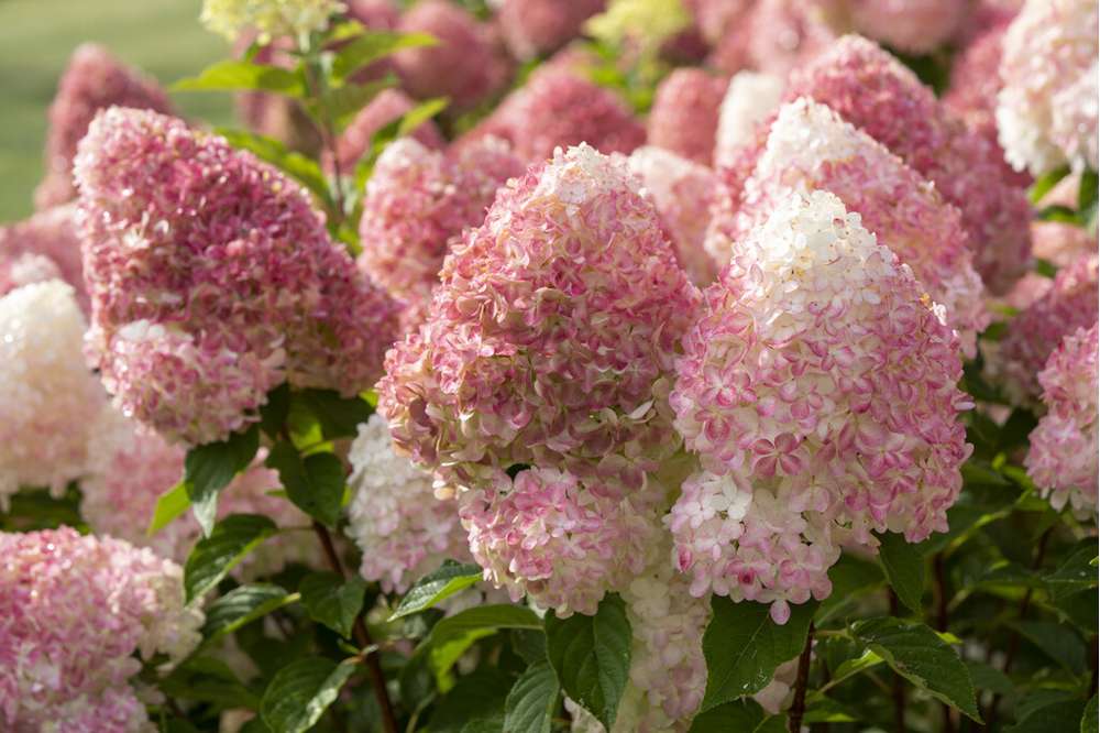 Hortensia 'Living Pink & Rose'