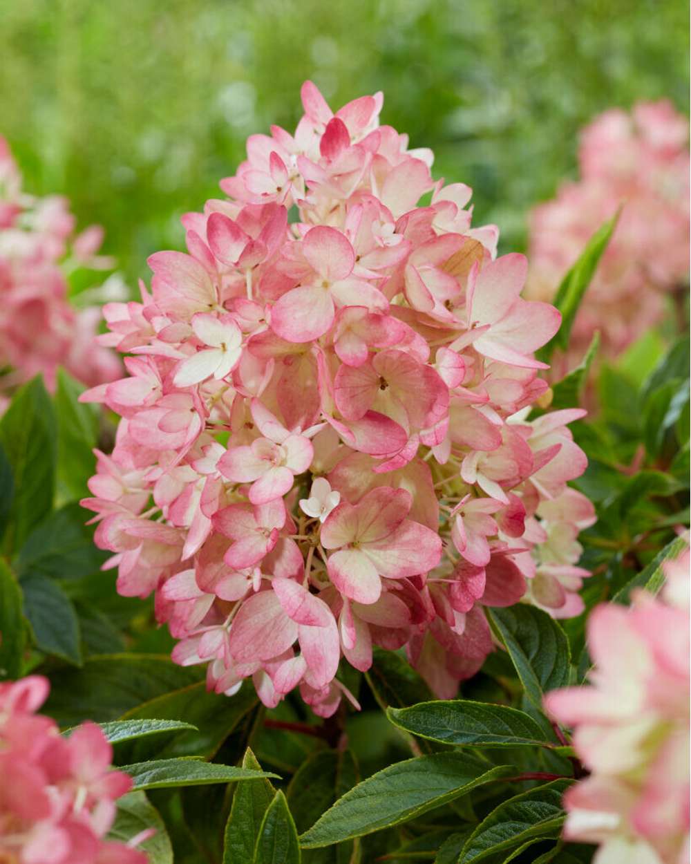 Hortensia 'Groundbreaker® Blush'