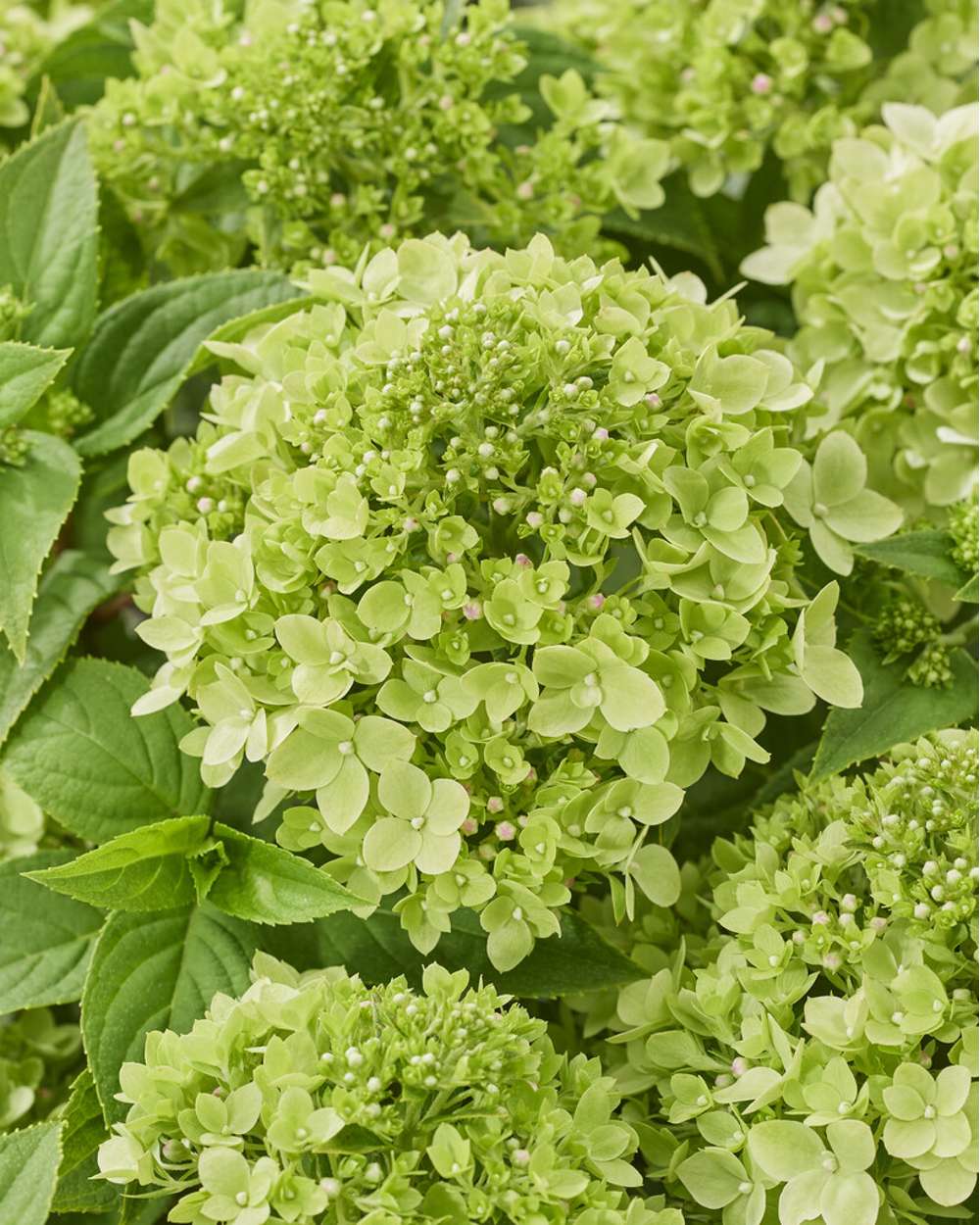 Hortensia 'Groundbreaker Greeny'