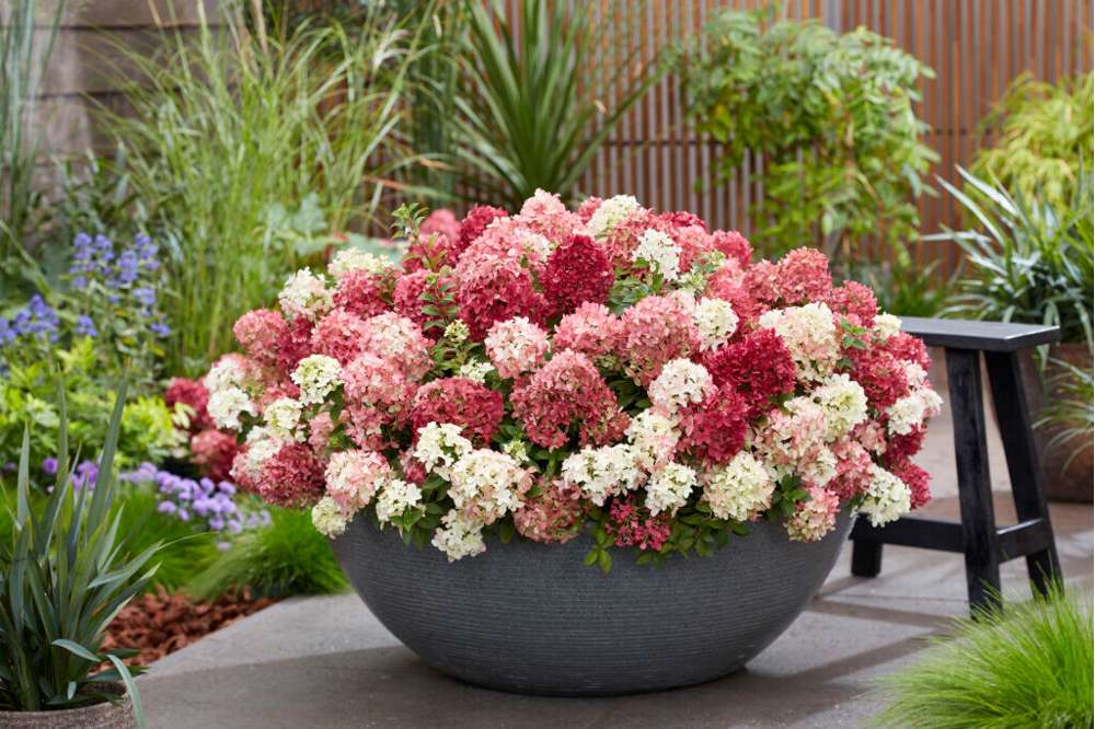 Hortensia 'Groundbreaker® Ruby'