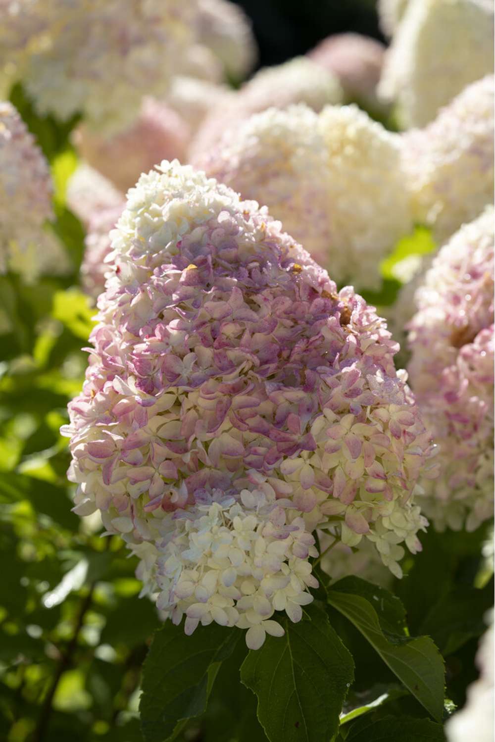 Hortensia 'Living Candy Love'