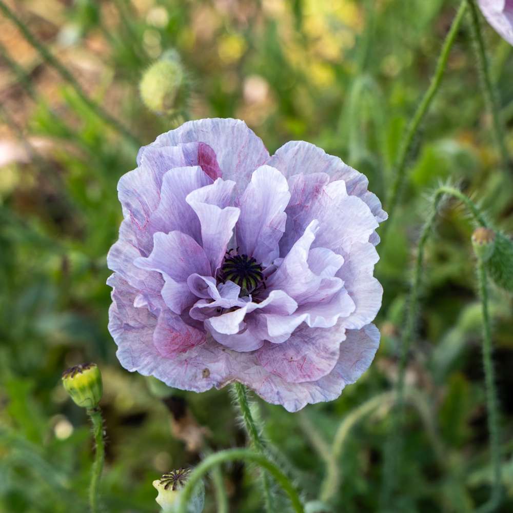 Vallmo 'Amazing Grey' — frö från Blomstervärlden