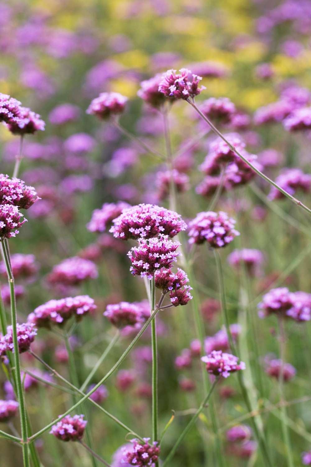 Verbena Bonariensis (frö)