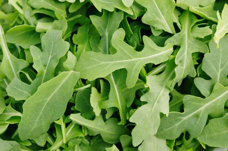 Vild rucola (frö)
