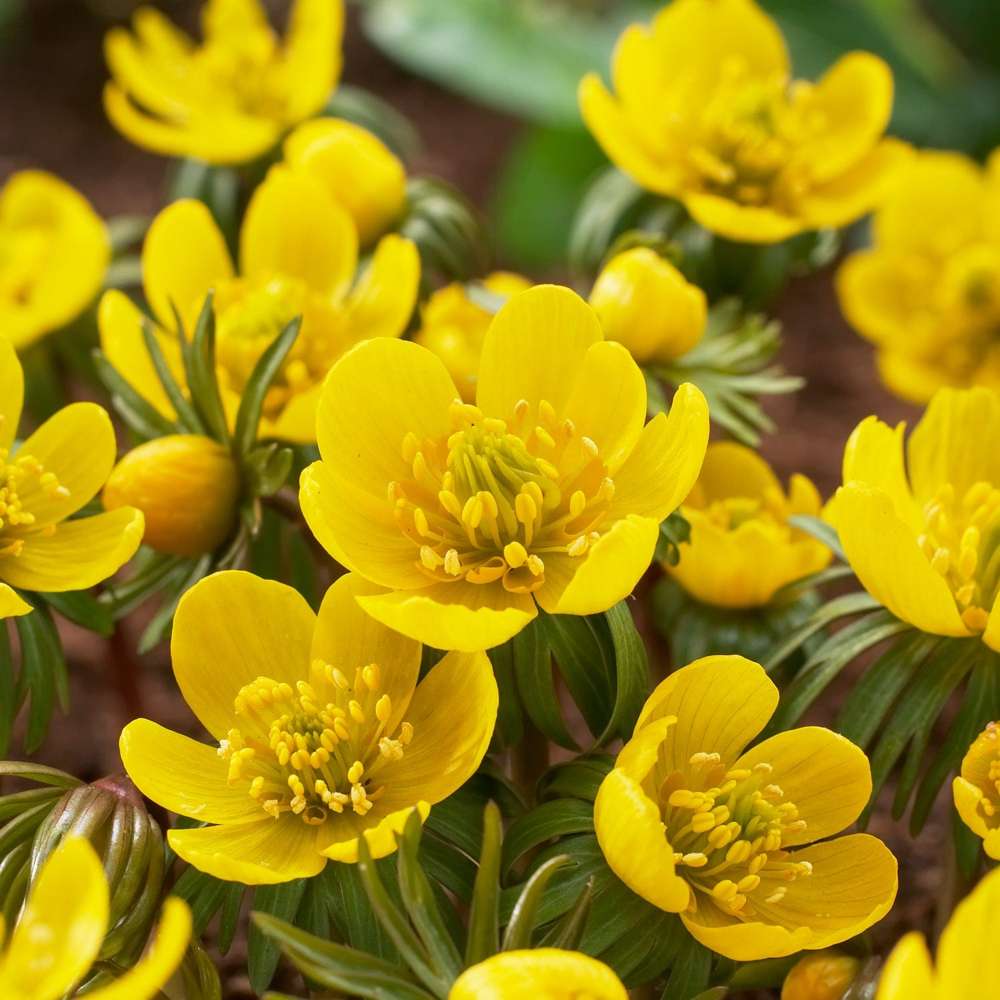 Vintergäck ’Cilicica’