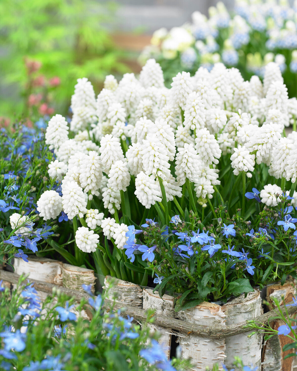 Muscari 'White Magic'