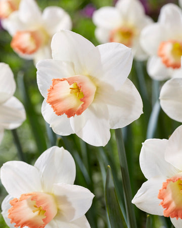 Narcissus 'Pink Charm'