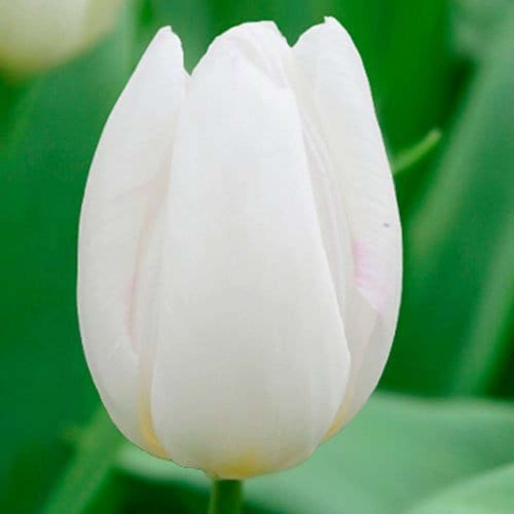 Tulpan 'White Prince'