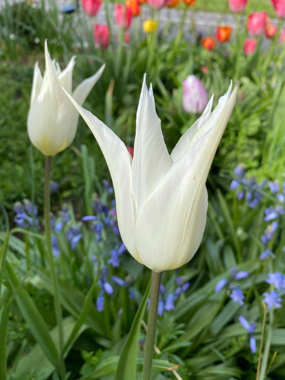 Tulpan 'White Triumphator'