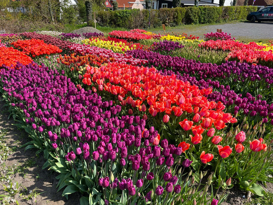 'XXL Blomträdgård' Erbjudandemix