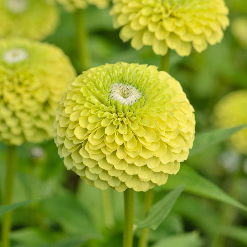Zinnia 'Benary's Giant Lime' (frö)