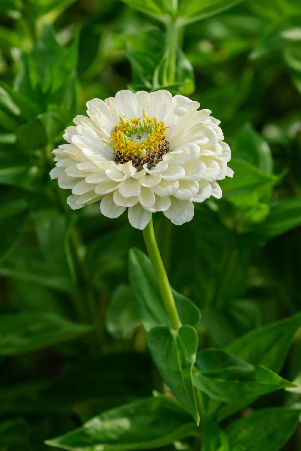 Zinnia 'Benary's Giant White' (frö)