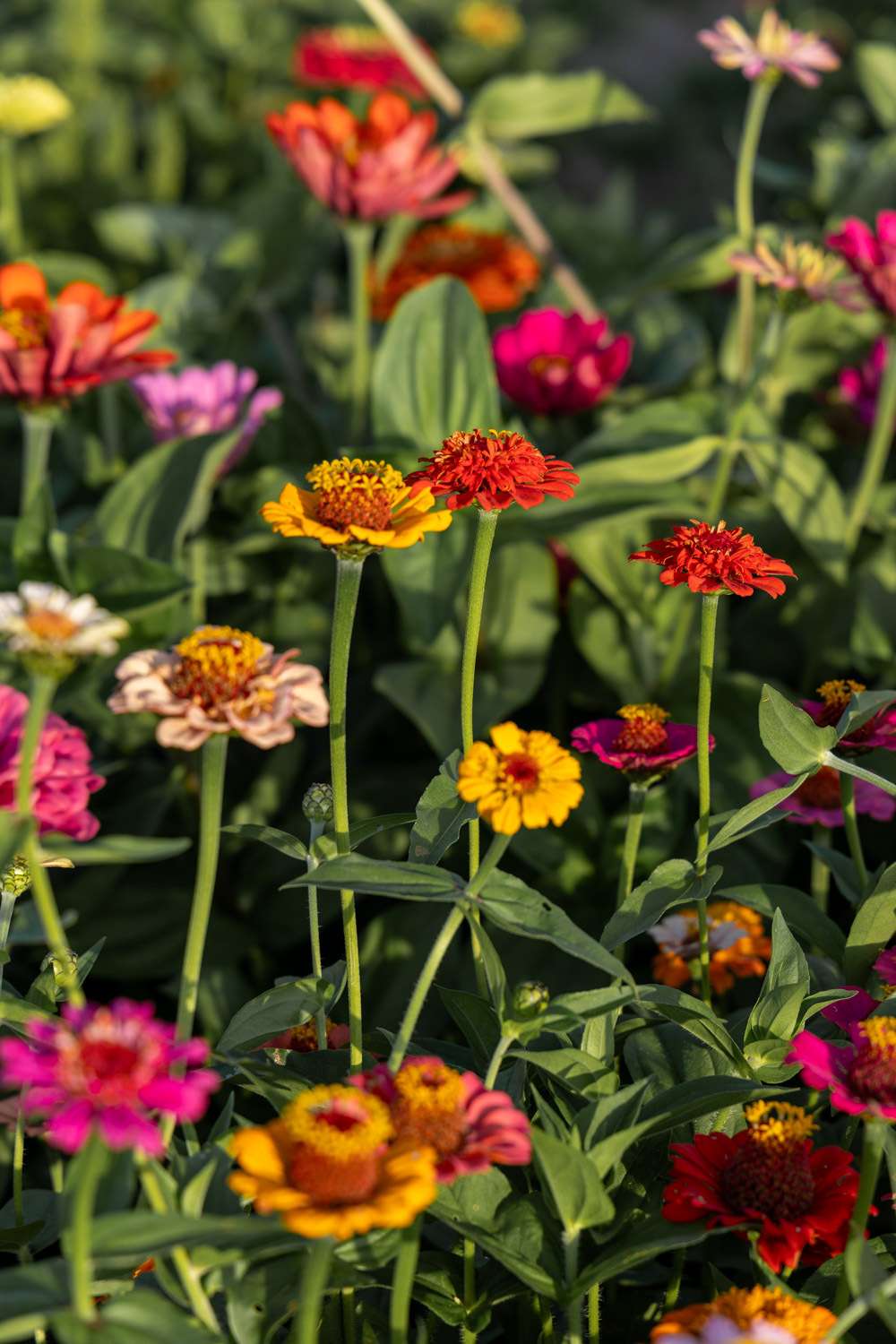 Zinnia 'Lilliput Mix' (frö)
