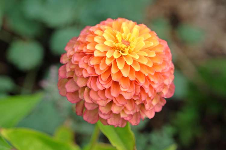 Zinnia 'Queeny Lime Red' (frö)