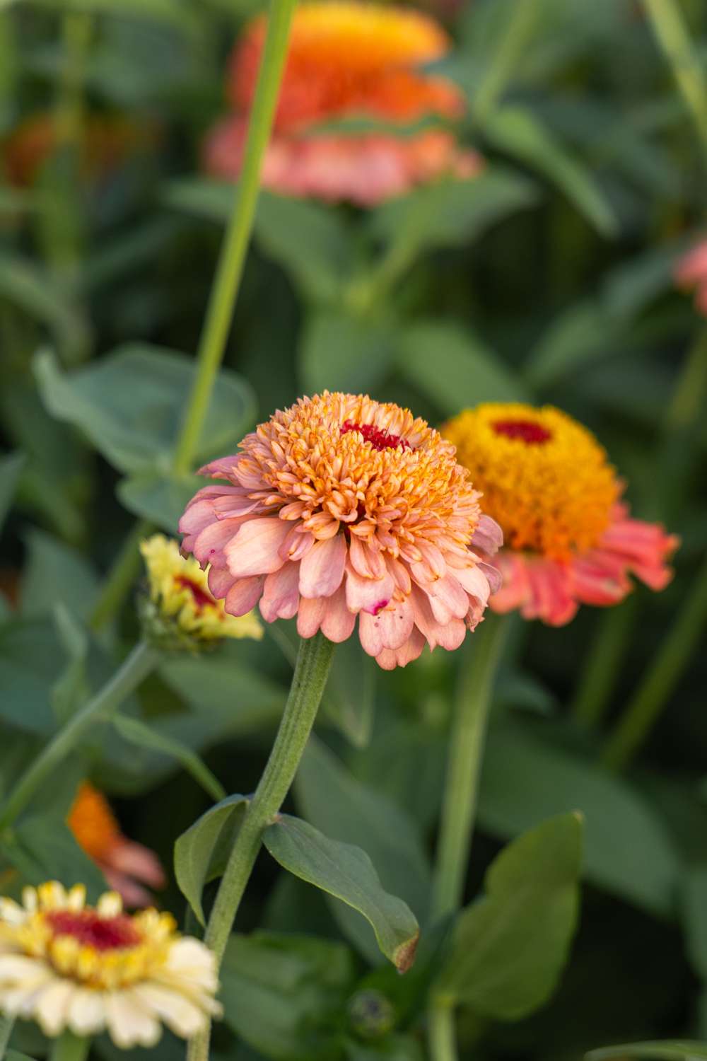 Zinnia 'Zinderella Peach' (frö)