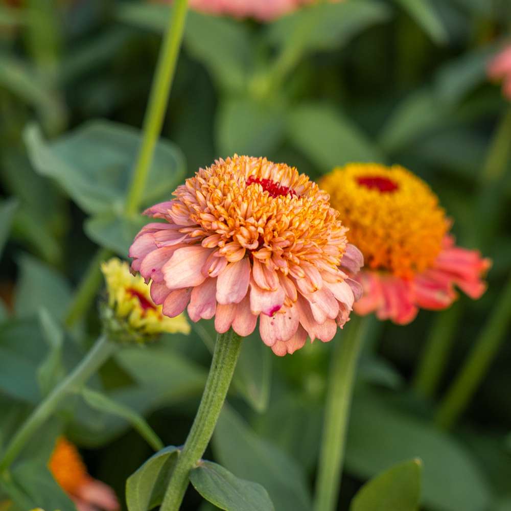 Zinnia 'Zinderella Peach' (frö)