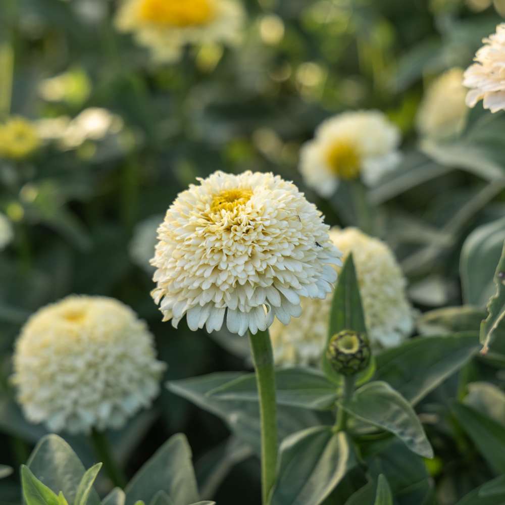 Zinnia 'Zinderella White' (frö)