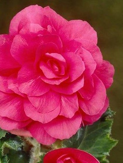 Begonia, dobb. rosa - Flower World