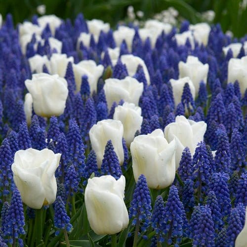Blue Snow Løgblanding. - Blomsterverden