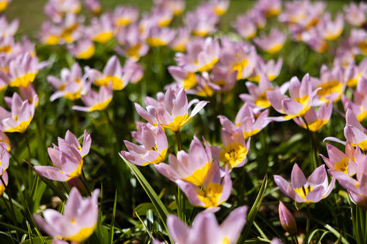 Botanisk Tulpan 'Saxatilis' / 'Lilac Wonder'
