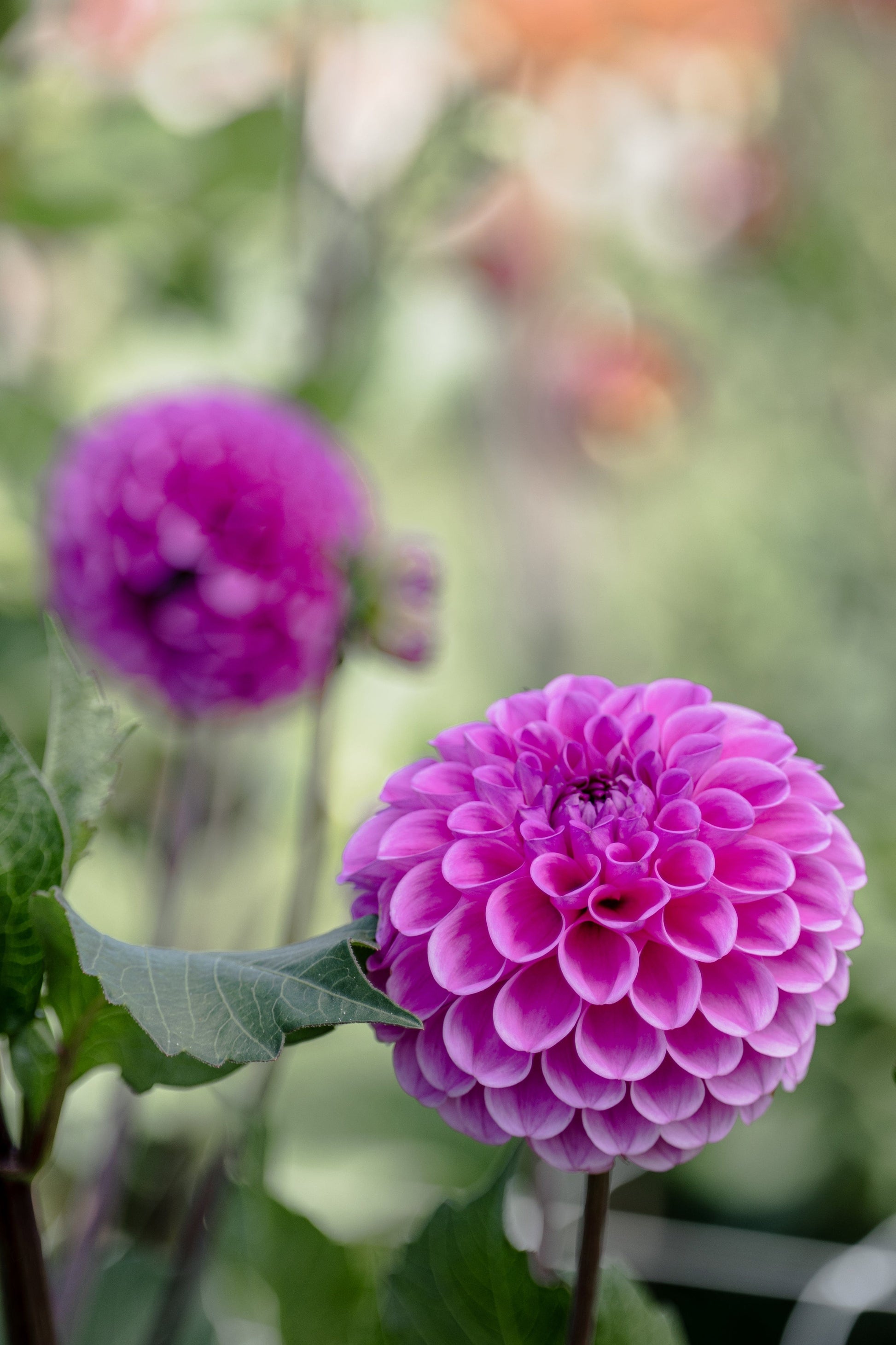 Dahlia Barbarry Glamour