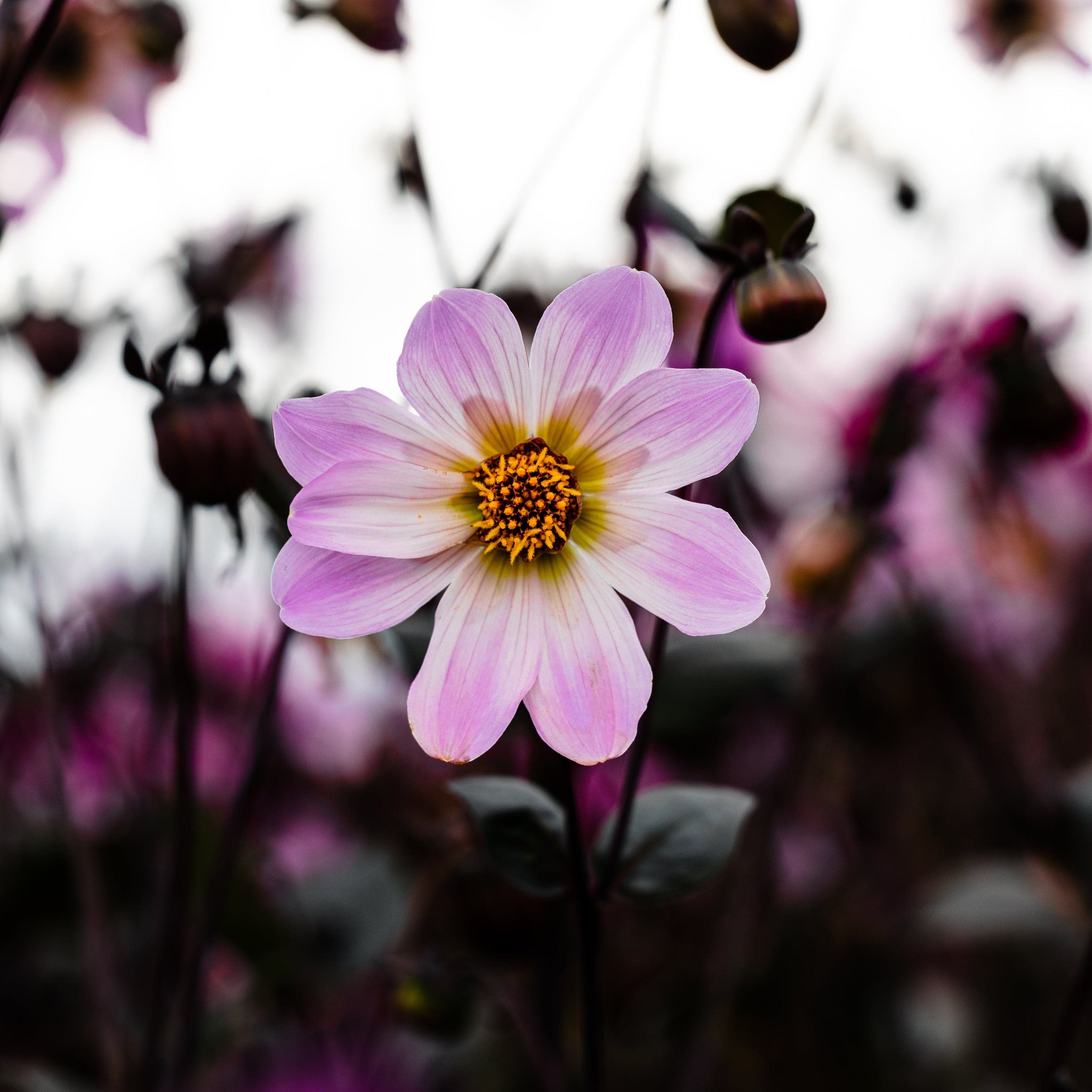 Dahlia 'Bishop of Dover'