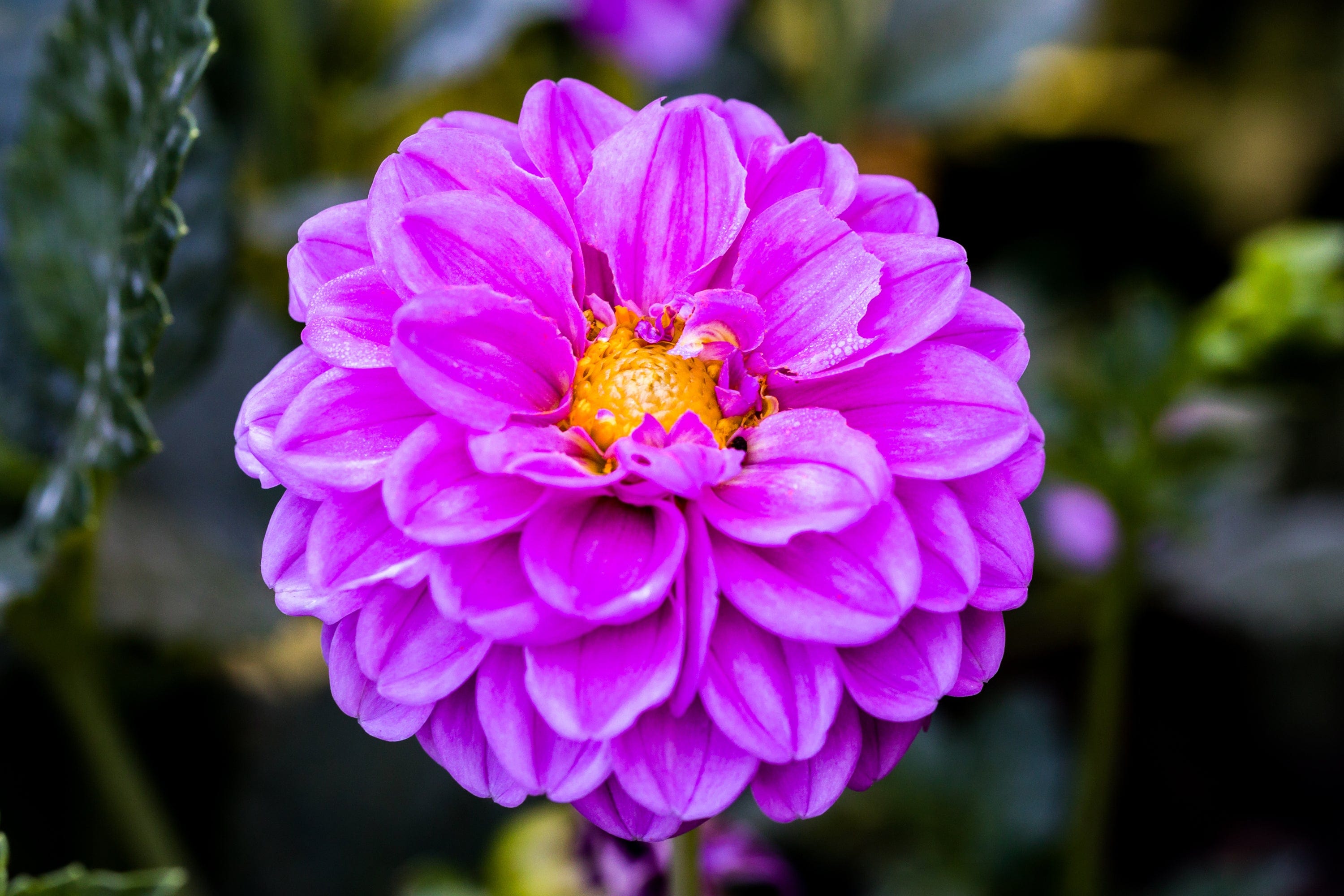 dahlia-boy-scout