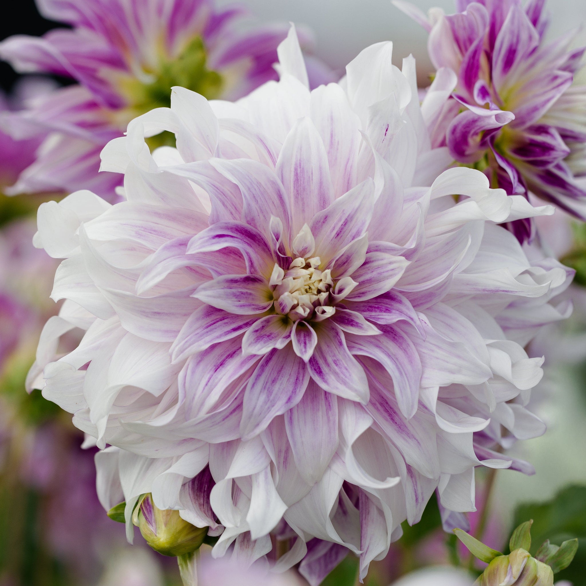 Dahlia Bristol Stripe